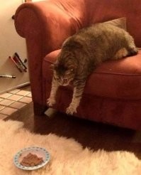 Те , которых с улицы берешь , всегда вначале убегают с едой , а потом ...