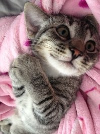 Яркие эмоции животных, которые можно понять без слов
