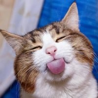 Яркие эмоции животных, которые можно понять без слов