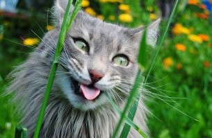 Яркие эмоции животных, которые можно понять без слов