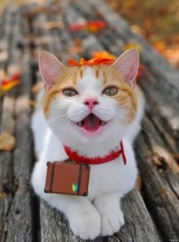 Яркие эмоции животных, которые можно понять без слов