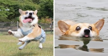 Яркие эмоции животных, которые можно понять без слов