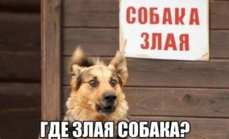 Яркие эмоции животных, которые можно понять без слов