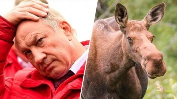 Есть тут....один....как раз лосиху ищет....
Наверняка, она он него уёпывала...