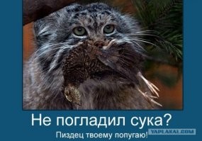 Брачный сезон: манулы в&nbsp;Московском зоопарке ходят на&nbsp;свидания