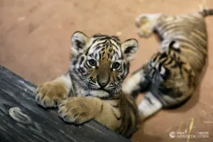 14 и 19- тронуло душу прям. При чем по поводу бенгальской тигрицы- только сегодня утром читал. Сама не стандартного окраса, но вы только посмотрите на котят))) ПыСы первое фото про укров- в прошлом году было. Фейк адский. Однако и сейчас гуляет у Авторов- Недотеп)))