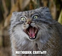 Брачный сезон: манулы в&nbsp;Московском зоопарке ходят на&nbsp;свидания