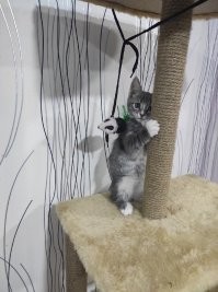 Феликс. Самый ебобо из всех котов которые у меня были. После 2х дней нахождения его в квартире,  купила ему лазелку 170см  высотой, иначе, как я поняла, мне пришлось бы распрощаться не только со шторами, но и с мебелью