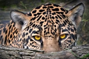 Собаки, кстати, для диких животных очень полезный продукт. Волки и медведи считают их очень вкусными. И иногда специально приходят в населенные пункты за ними.
В отличии от человека, у которого медведю нравиться только мягкие ткани черепа и половые органы. А волки вообще считают людей невкусными.
И еще насчет ягуаров и проч. На определенном этапе развития наши предки конкурировали с предками ягуаров за место доминирующего вида в общей экосистеме. Наши предки победили. Но остался один врождённый навык - страх перед глазами ягуара. В любом виде и исполнении.
Об этом хорошо знают маркетологи и дизайнеры и чтобы их продукт буквально бросался в глаза в общей массе, используют их изображение.