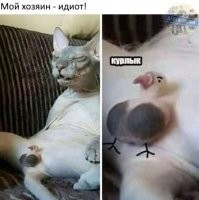 Чудаковатые коты, которые ведут себя странно и смешно
