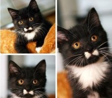 16 животных, которых природа одарила  необычными чертами внешности