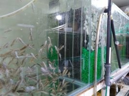 Так и я тоже похвастаюсь. Слева - приемник наполнен тонущей пластиковой биозагрузкой ( чистится не чаще чем раз в месяц шлангом, без отключения системы ). Дальше слой "доширака", затем поролон PPI-10, затем снова "доширак" (чистится 1-2 раза в год с полной остановкой и подменой 20%). Ну и в раздаче помпа засыпана тонущей загрузкой, на ней лежит "камень" который гоняет насыпанную сверху плавающую загрузку ( чистится только вместе с центральным отсеком). Спустя 2 года, я модернизировал фильтрующий отсек и поролон убрал вообще. Загрузка отлично и без поролона справляется. 
И да аквариум для разведения общий объем 300 литров, отсек для фильтрации около 40-50 литров, количество хвостов 5-8 см рекорд 2300 на банку ( это к слову о количестве грязи ) . Вода чистая, рыба очень сытая и довольная .
Но у Вас , я так понимаю растения, там все иначе, на сколько мне известно.
