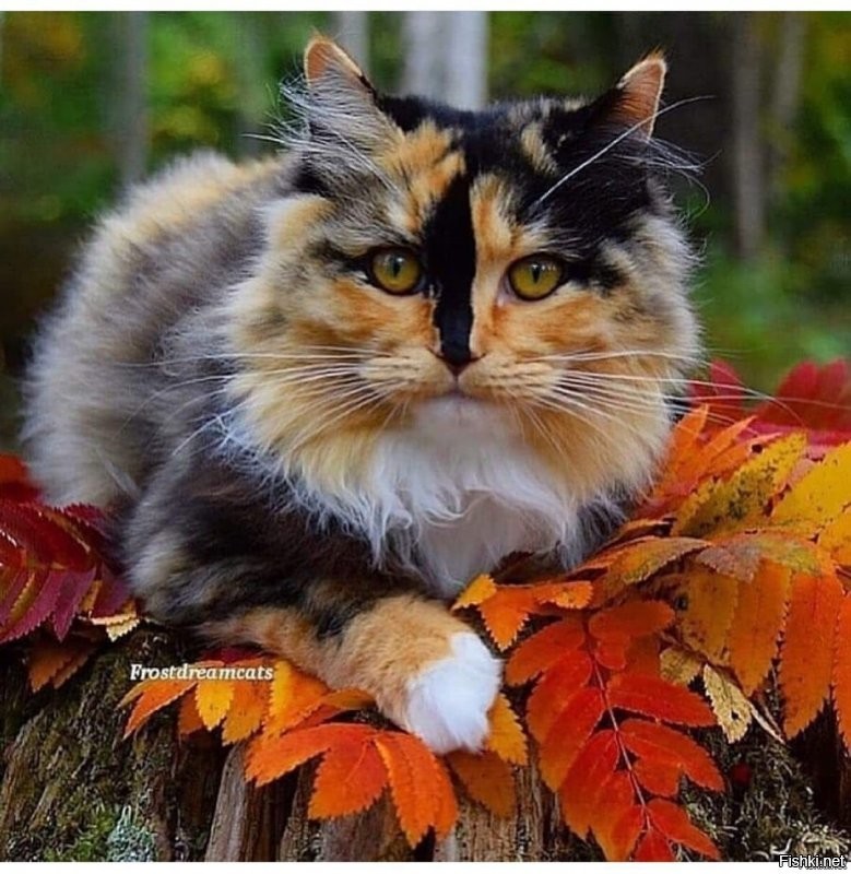 Делал, делал, а потом устал и бросил дело. 
Вот добавка: