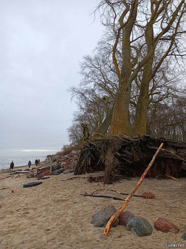 Оказывается что китайцев я люблю всё больше и больше. Этот вот случай. А буквально пару дней назад разразился скандал в нашем городском паблике вконтакте. У нас после штормов сильно размыло берег, порушилась авандюна в районе безумной стройки одобренной администрацией города. Вот я и как пример и довод дискуссии выложила несколько фоток как китайцы пустыню побороли и там леса теперь. А у нас не могут сберечь авандюну "эффектвные менеджеры".  Первые фото-остатки авандюны и очевидные жалкие попытки остановить подмыв под тупые строения на кромке прибоя. Последние: было-стало. Пустыня Му-Ус площадью 42 200 км . За 60 лет высажено 70 тысяч гектар леса и они не останавливаются на этом! А у нас снесло авандюну за 10 лет полностью. Но наши умники не стали восстанавливать работы по устройству фашин и высадке песколюбивых растений с мощными корнями, как было столетия прежде, а лишь активнее стали строить гробины отелей на песке, жральни и срывать высокую аванюну для удобства строительства. О как! Ну и как тут не восхищаться китайцами?!