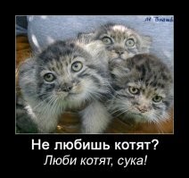 Брачный сезон: манулы в&nbsp;Московском зоопарке ходят на&nbsp;свидания