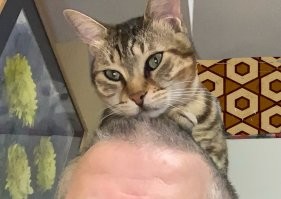 Любимое место моего самого главного и старшего кота, ему аж 3 года ! Никого на голову не пускает, посиделки, помывка и расчёсывание только его процедуры)) Ну, иногда, девочку пускает, но ненадолго ))