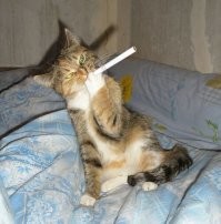 Боевой кот пытается догнать хозяина