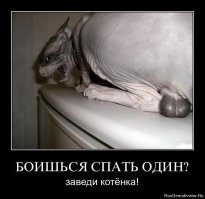 Боевой кот пытается догнать хозяина