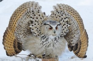 Смешные и харизматичные птицы