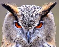 Смешные и харизматичные птицы