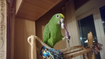 Смешные и харизматичные птицы