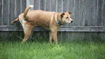 Кошачьи гифки