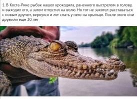 Это был чебурашки который ищет друзей.