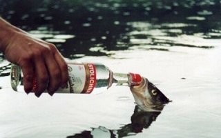Спасаем рыпку от бодуна.