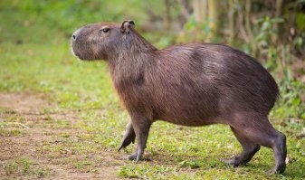 Обычные для Подмосковья мыши.