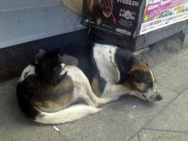 Это мое фото, на Невском проспекте.