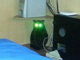 Чёрные коты приносят в дом не несчастья, а только милоту