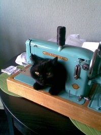 Чёрные коты приносят в дом не несчастья, а только милоту