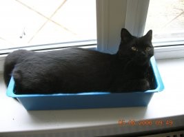 Чёрные коты приносят в дом не несчастья, а только милоту