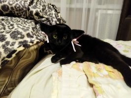 Мой чебуркот