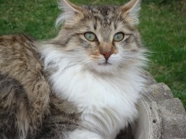Это мой коте.