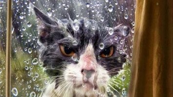 Лошадь подшутила над пьющим воду котом