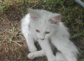 Мой подобрыш. До и после