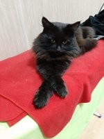 Чёрные коты приносят в дом не несчастья, а только милоту