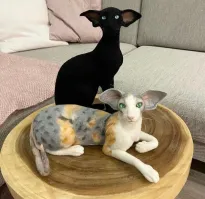 Большой Ух. с планеты Ржавая консервная банка?