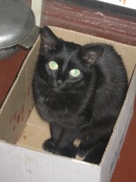 У меня всегда были черные кошки и более добрых созданий я не видел в жизни!!!