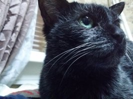 У меня всегда были черные кошки и более добрых созданий я не видел в жизни!!!