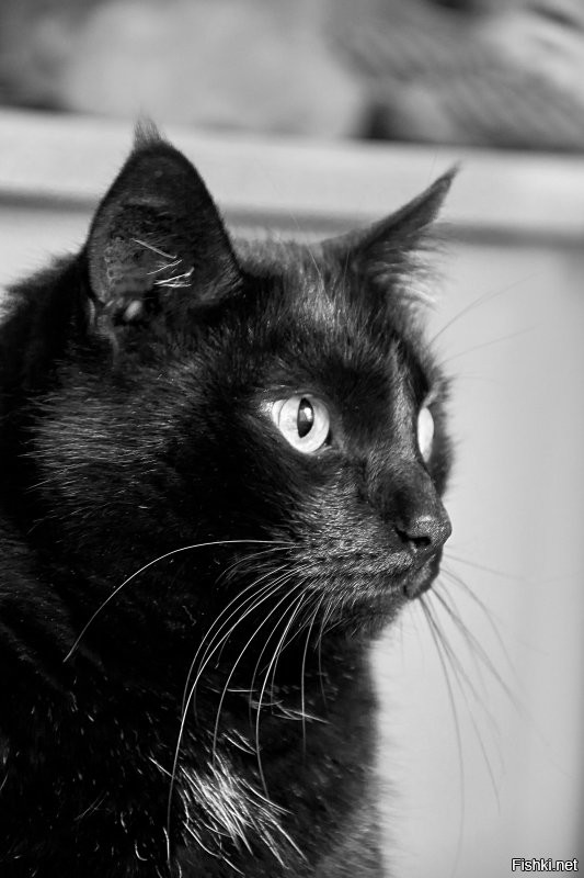 У меня всегда были черные кошки и более добрых созданий я не видел в жизни!!!