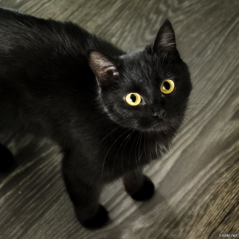 У меня всегда были черные кошки и более добрых созданий я не видел в жизни!!!