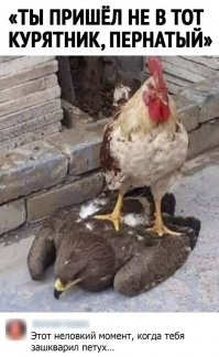 Боевой петух заступился за курицу и прогнал незваного гостя