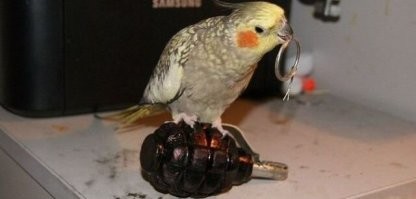 Попугаи вообще прирождённые самоубийцы.