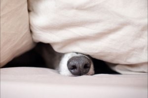 Намешалось