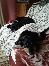 Мои девоньки. Обе подобранки с улицы маленькими щенюшками. Старшая Гера. Милая, добрая, флегматичная и преданная. С одного момента приняла вторую малышку Нору. Воспитывала и опекала её. Младшая Нора. На фото около трёх месяцев, недавно с нами.  А теперь она летает! Красотка! Скоростная и изящная. Обожаю моих девочек. Они такие разные, но такие замечательные!