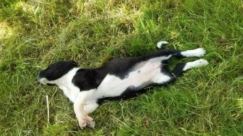 Мои девоньки. Обе подобранки с улицы маленькими щенюшками. Старшая Гера. Милая, добрая, флегматичная и преданная. С одного момента приняла вторую малышку Нору. Воспитывала и опекала её. Младшая Нора. На фото около трёх месяцев, недавно с нами.  А теперь она летает! Красотка! Скоростная и изящная. Обожаю моих девочек. Они такие разные, но такие замечательные!