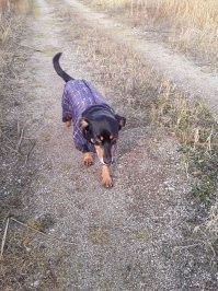 Мои девоньки. Обе подобранки с улицы маленькими щенюшками. Старшая Гера. Милая, добрая, флегматичная и преданная. С одного момента приняла вторую малышку Нору. Воспитывала и опекала её. Младшая Нора. На фото около трёх месяцев, недавно с нами.  А теперь она летает! Красотка! Скоростная и изящная. Обожаю моих девочек. Они такие разные, но такие замечательные!