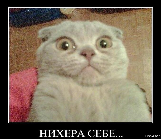 Лошадь подшутила над пьющим воду котом